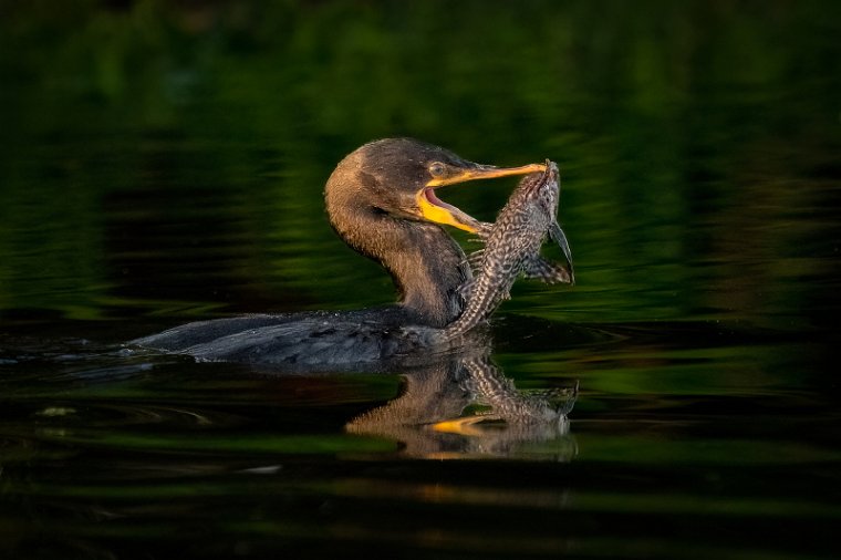 039 Noord Pantanal, bigua aalscholver.jpg